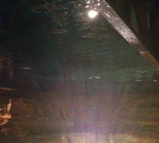 Faszinierende Cenotes