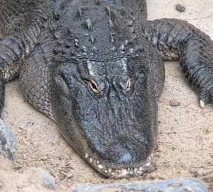 Mississippi-Alligator