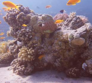 Schnorcheln Marsa Alam