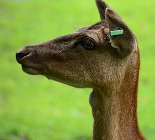 Glückliche Tiere im Paradies Wildpark Ferleiten.  