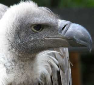 Hochwildschutzpark: Weißrücken-Geier