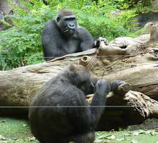 Menschenaffen ganz nah