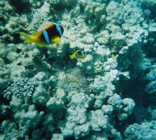 Fische Fische Fische