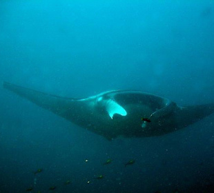 Giantmanta