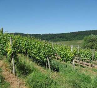 Blick auf die Weinberge 