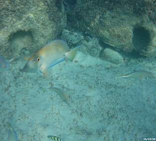 Schnorcheln Bayahibe