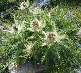 Silberdisteln 