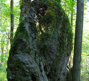 Wanderung zum Signalstein Fränk.Schweiz
