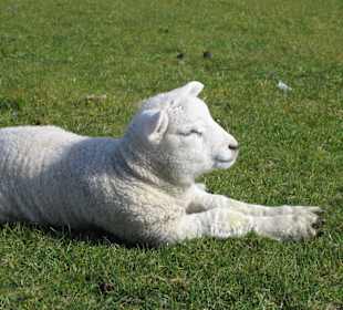 Osterlämmchen