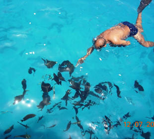 Fische füttern beim Schnorcheln