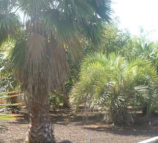 Im Parque de Botanico (Innenbereich)