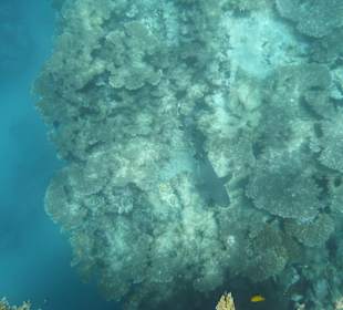 Weißspitzen-Riffhai