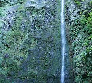 Naturpark Queimadas & Levada do Caldeirão Verde
