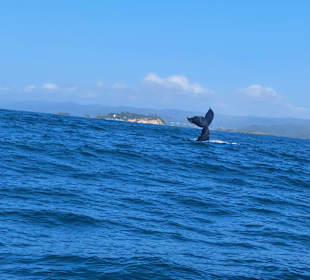 Bacardi Insel - Isla Cayo Levantado