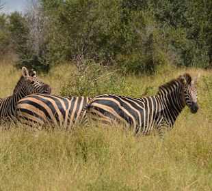 Krüger Nationalpark