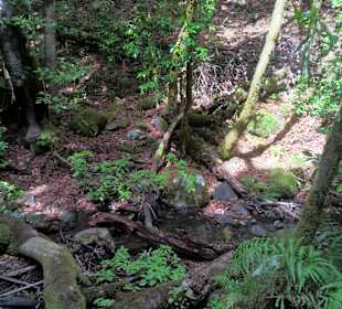 Nationalpark Garajonay