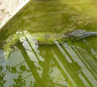 Sunda Gavial