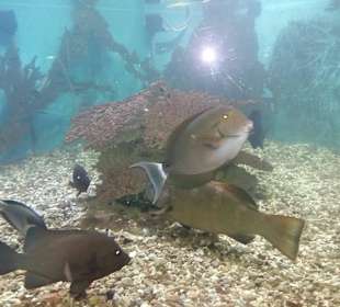 Stadtrundfahrt Aquarium