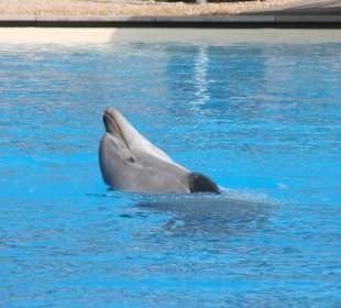 Delfinlagune