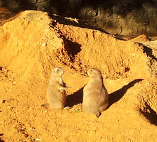 Erdmännchen