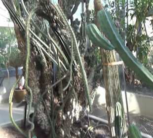 Real Jardín Botánico de Madrid