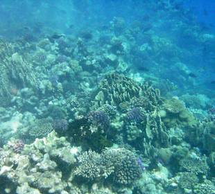 Rafa koralowa hotelu Sonesta Pharaoh Beach Resort