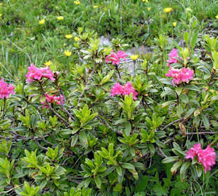 Alpenrose - Almrausch