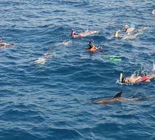 Schwimmen mit Delphinen 