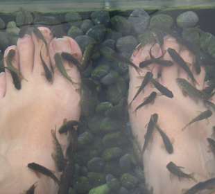 Fish-Spa 