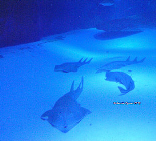 Aquarium-Tunnelgang 131m lang