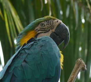 Weiteres Papagei-Prachtexemplar