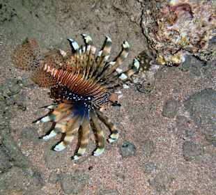 Feuerfisch bei Nacht