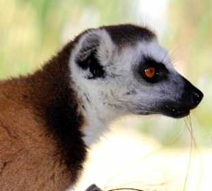 Lemur