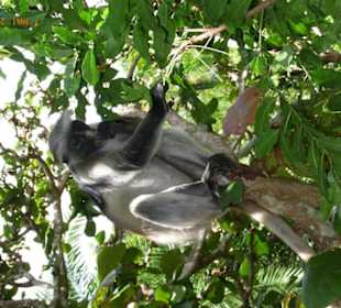 Ausflug in den Jozani National Park
