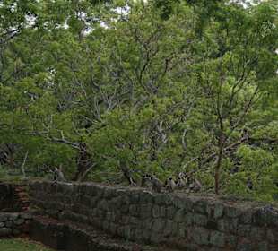 Affen auf den Festungsruine