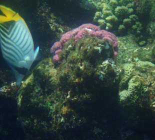 Riesenfalterfisch