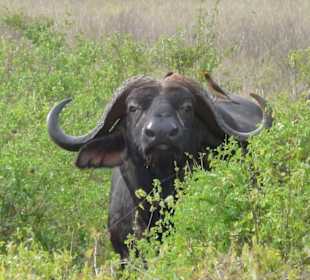 Büffel mit Madenhacker