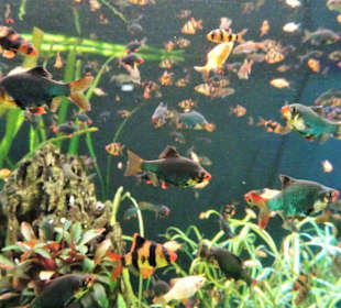 Impressionen aus dem Meeresaquarium