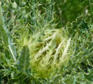 Silberdistel