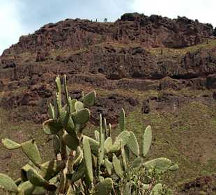 Roślinność Gór Gran Canaria