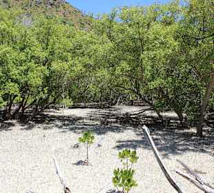 Mangrovenwald bei Ebbe