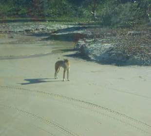 Fraser Island