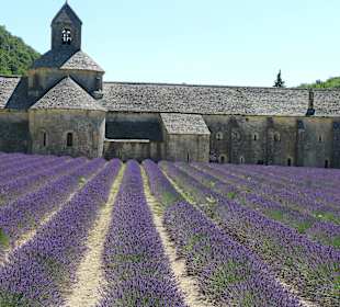 Sénanque Abbey, Lavender field