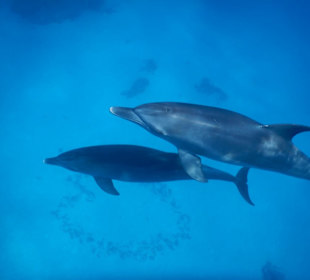 Schnorcheln mit Delfinen