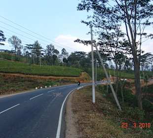 Teeplantage