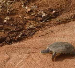 Es müssen nicht immer die großen Tiere sein 