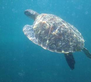 Meeresschildkröte