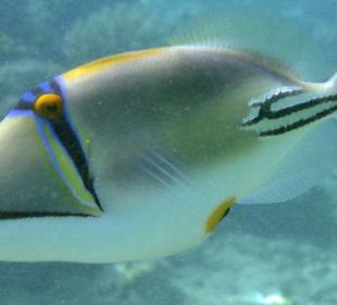 Rotmeer-Picasso-Drückerfisch