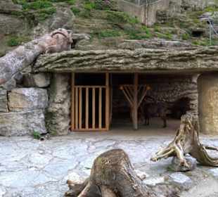 Eurasienbereich - Steinböcke