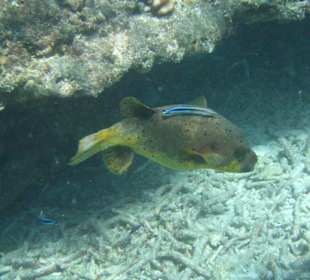 Schwarzfleck-Kugelfisch